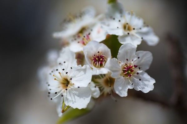 Spring Blossom White Delight by Joy Watson